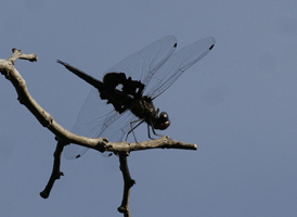 Black Saddlebags
